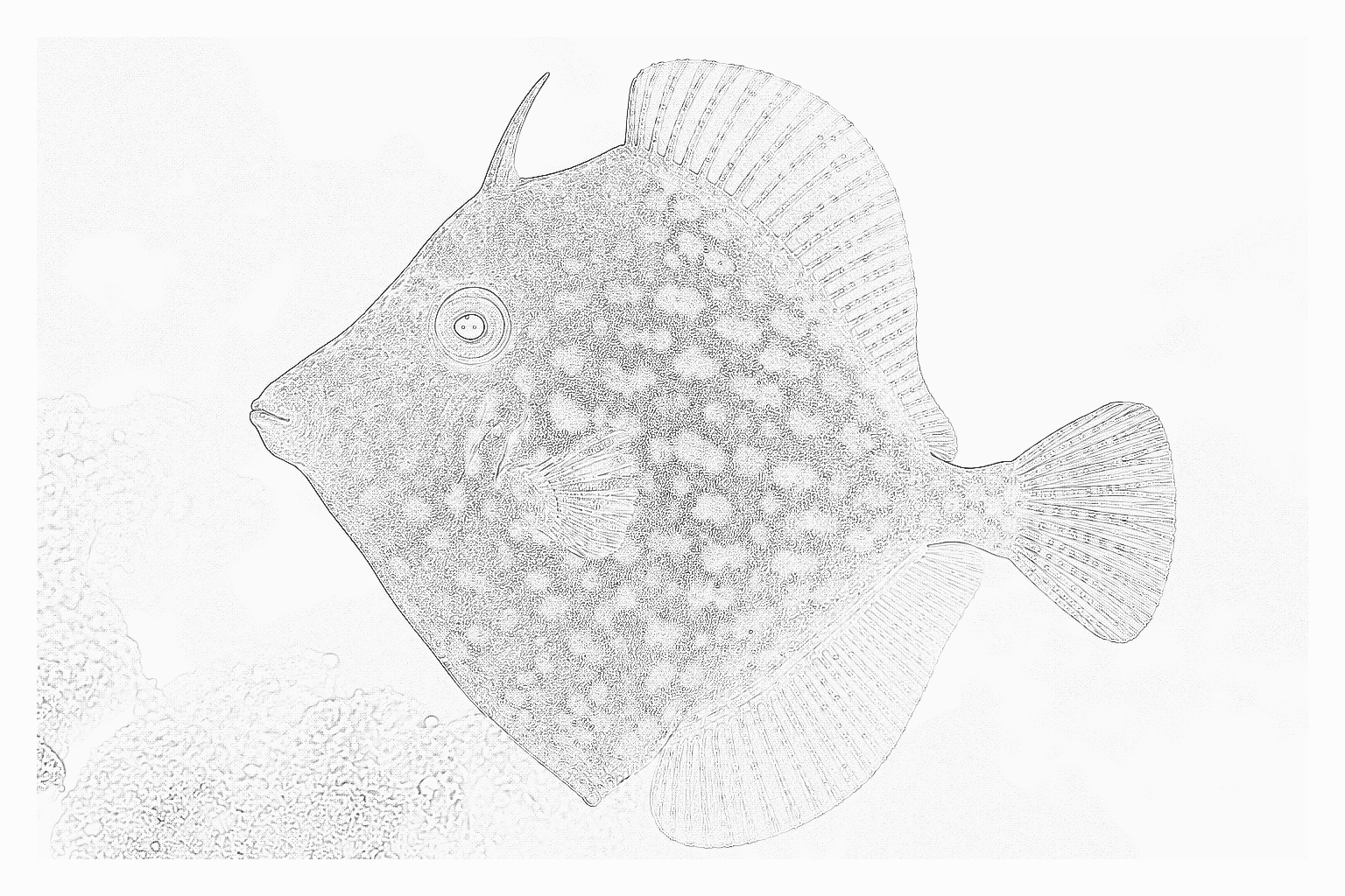 Reference image for Filefish