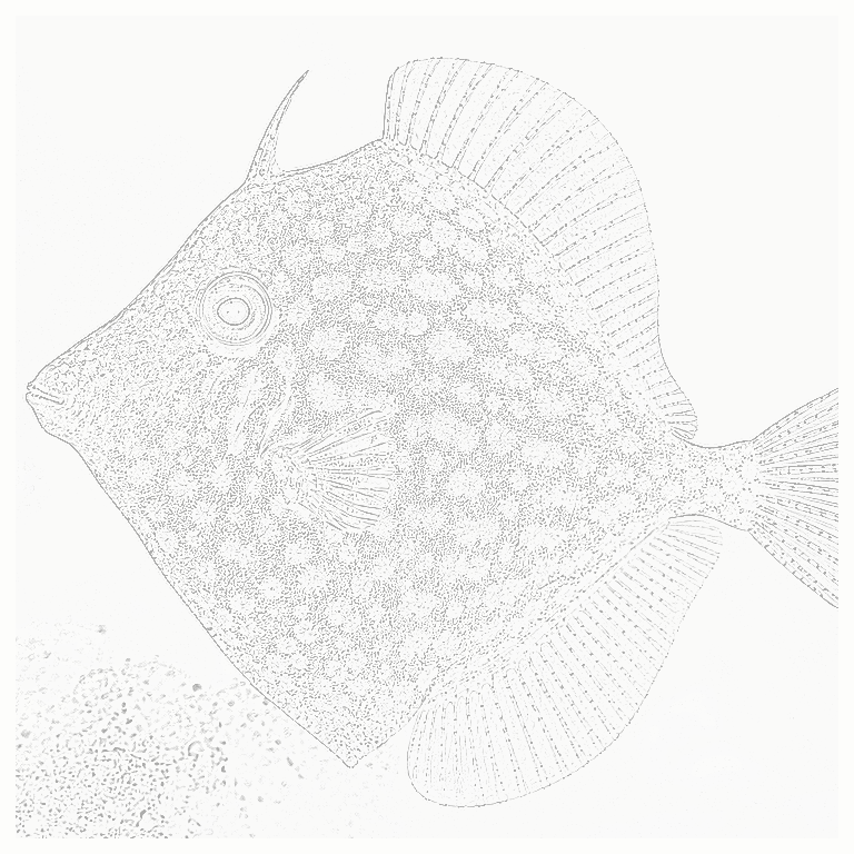 Reference image for Filefish