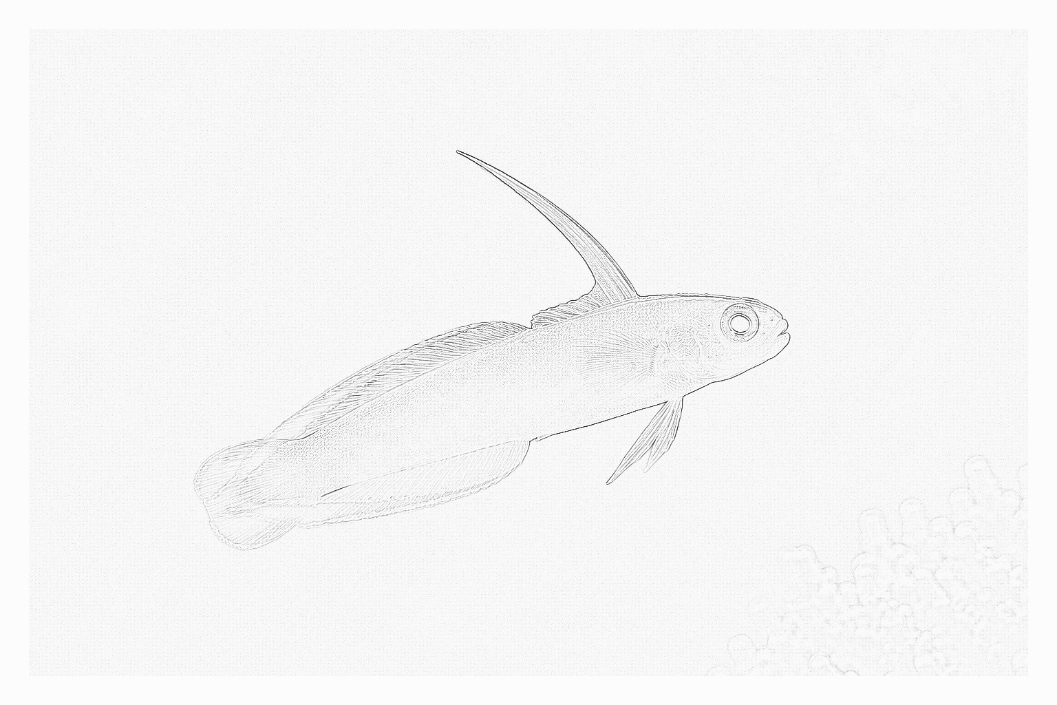 Reference image for Firefish