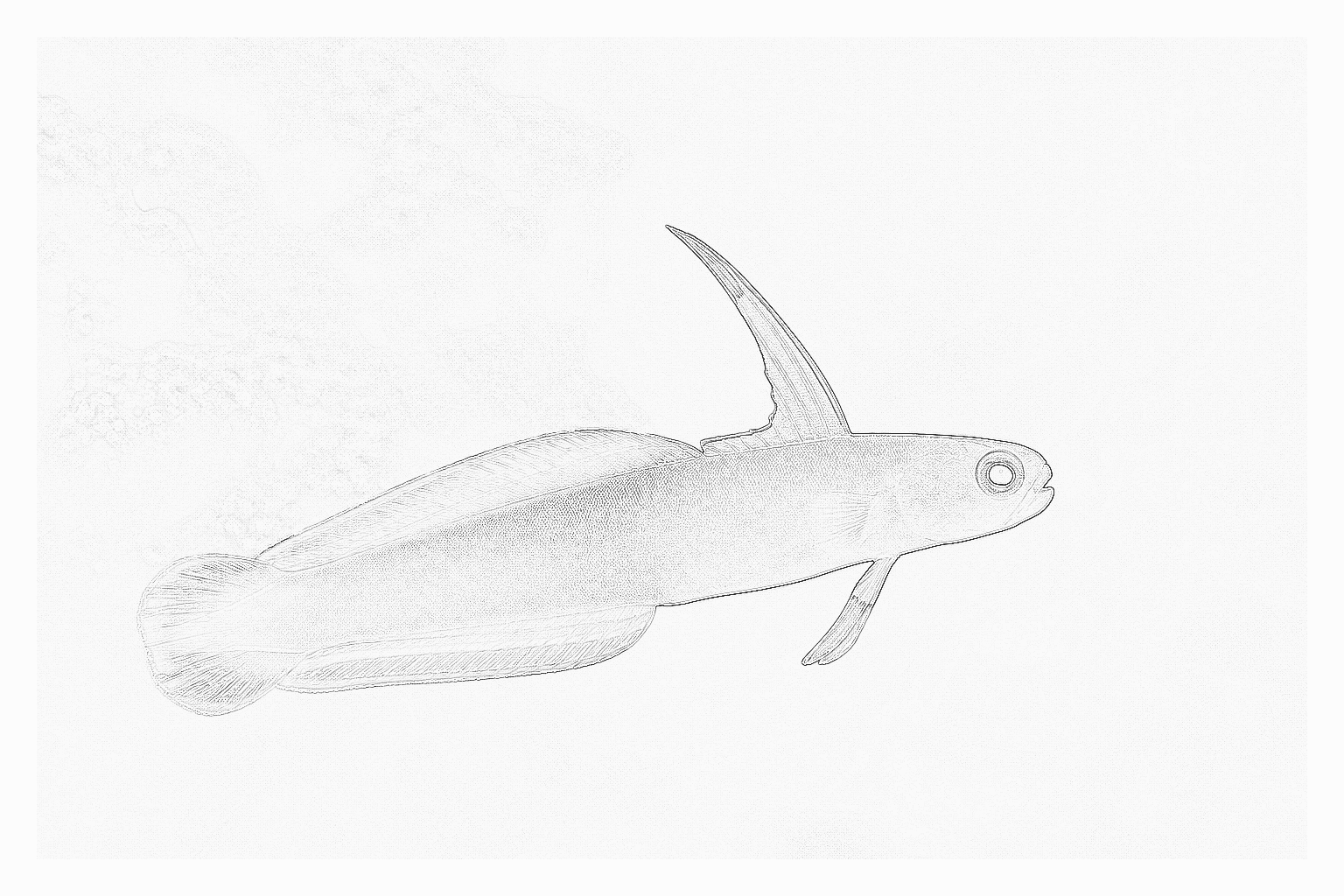Reference image for Purple Firefish