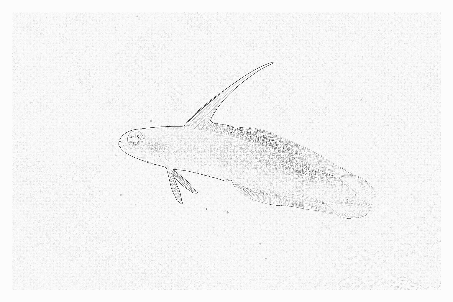 Reference image for Red Firefish
