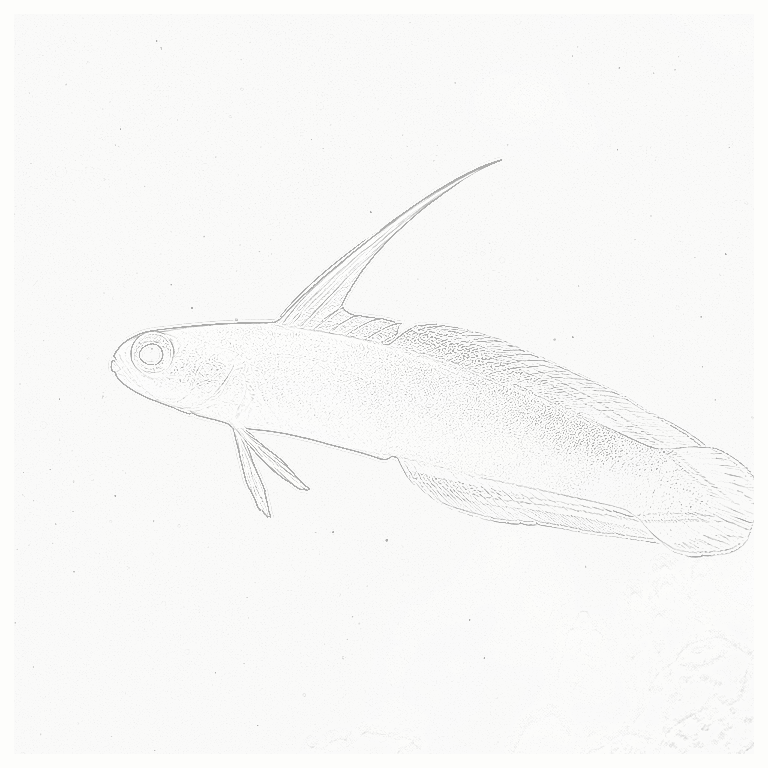 Reference image for Red Firefish
