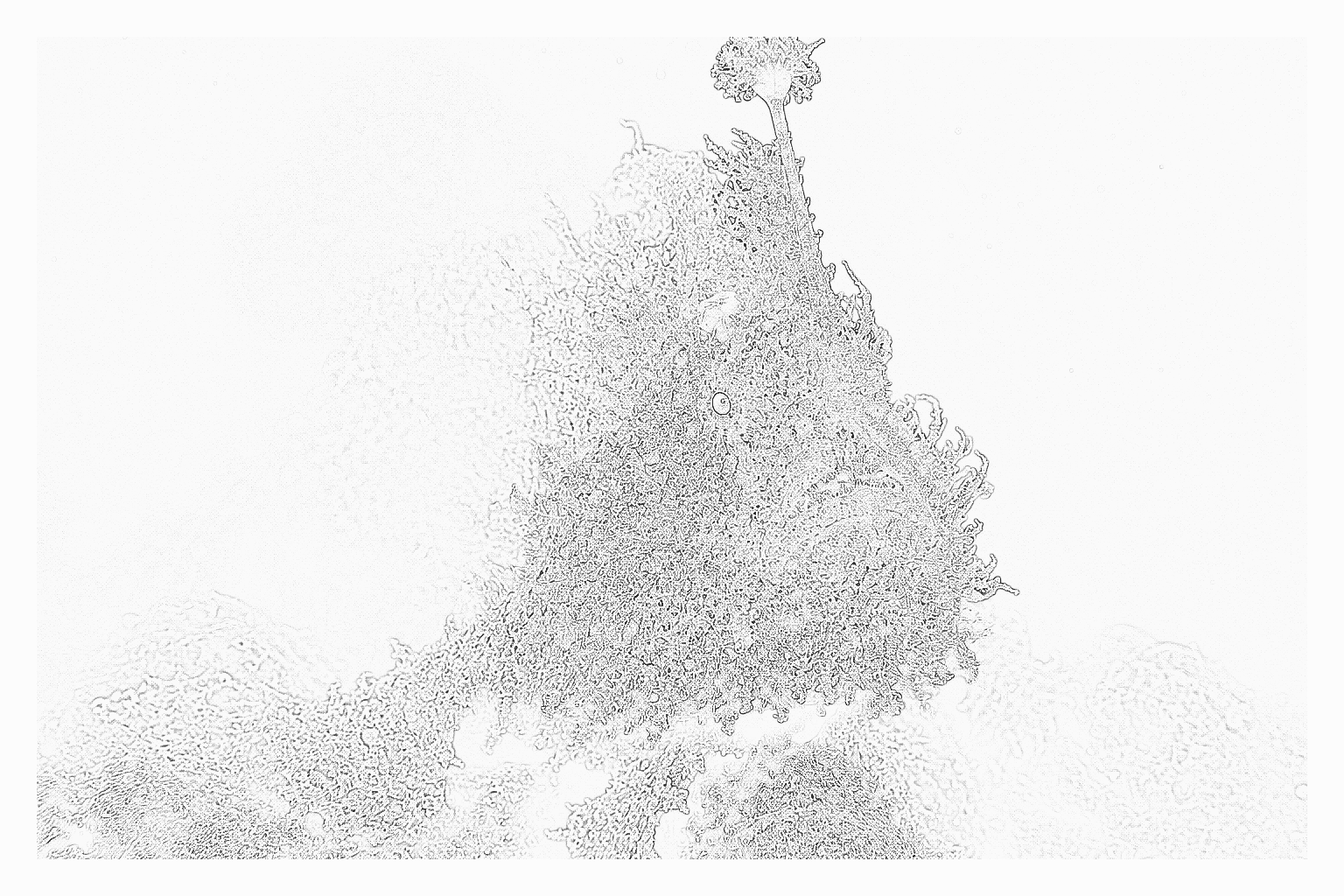 Reference image for Frogfish