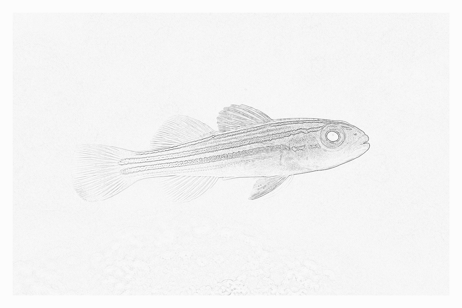 Reference image for Gobies