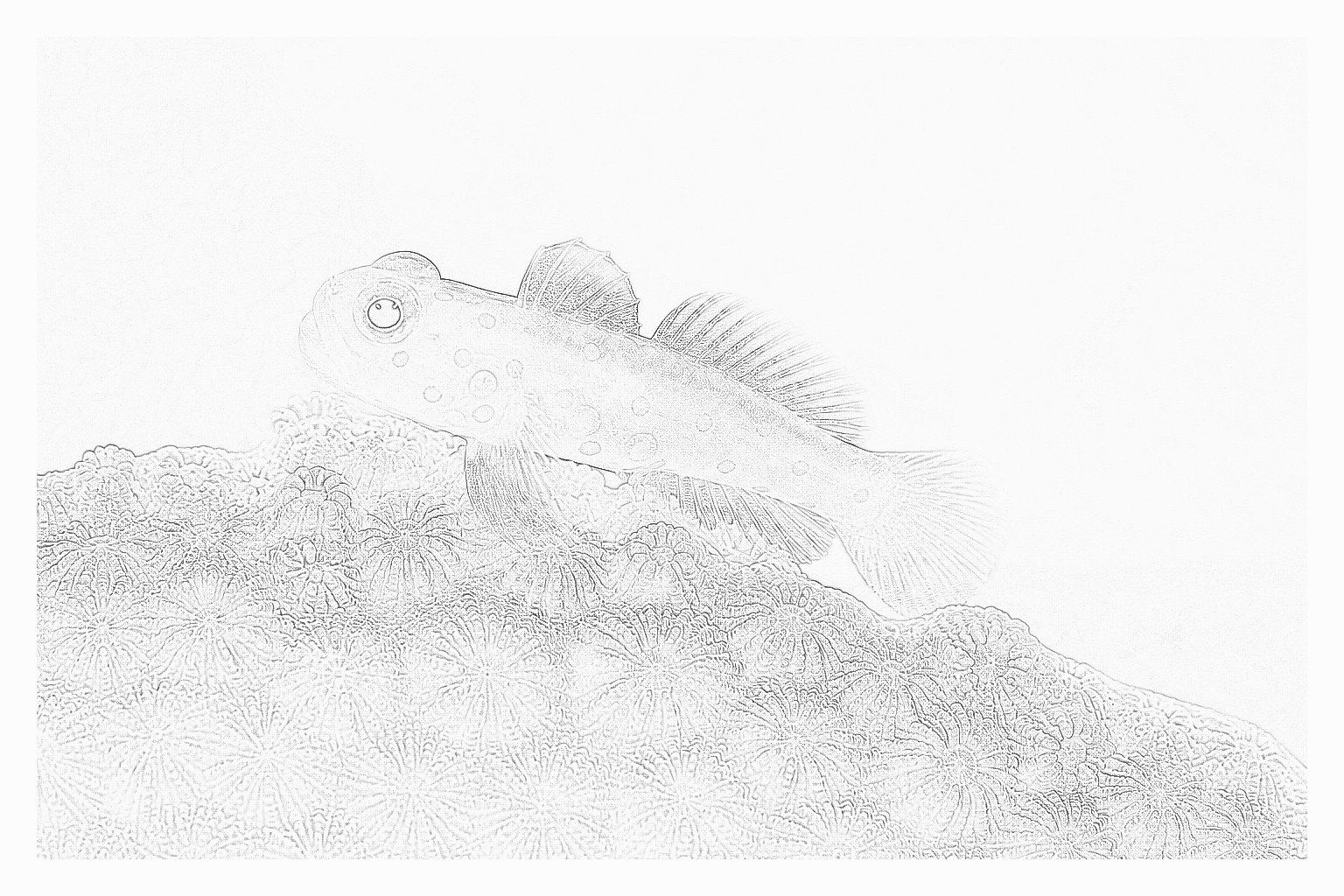 Reference image for Clown Goby