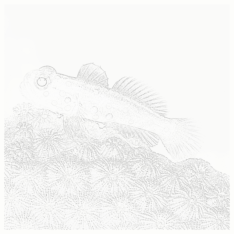 Reference image for Clown Goby