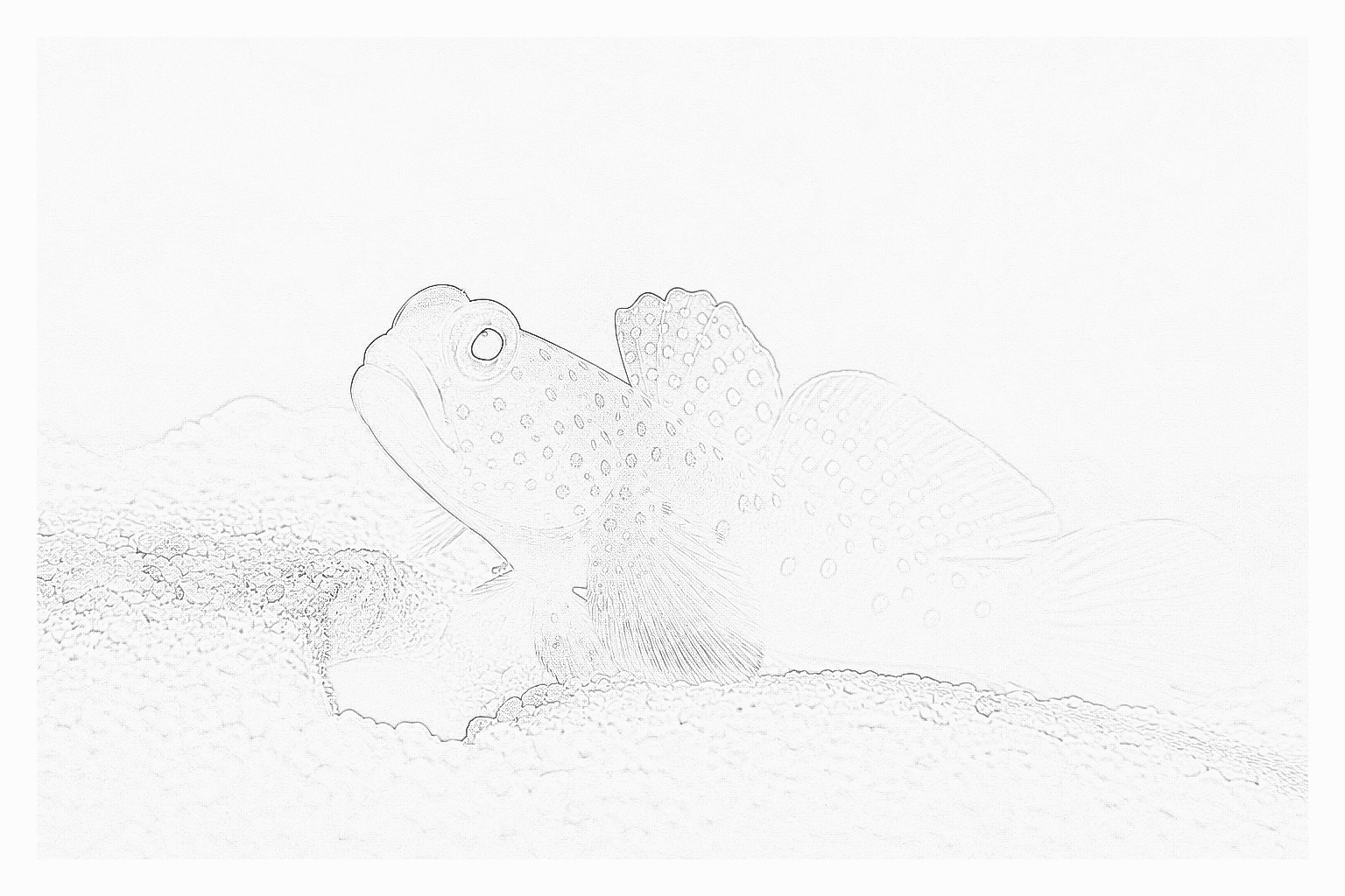 Reference image for Diamond Watchman Goby