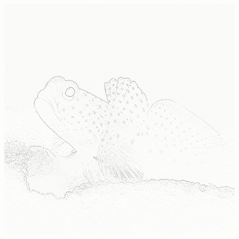 Reference image for Diamond Watchman Goby