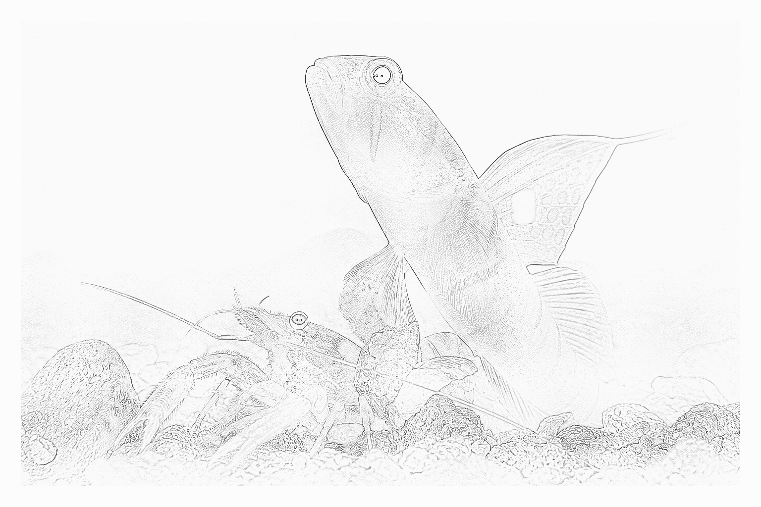 Reference image for Yasha Goby