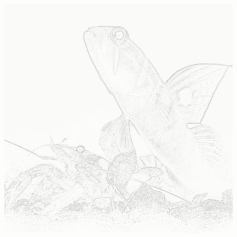 Reference image for Yasha Goby