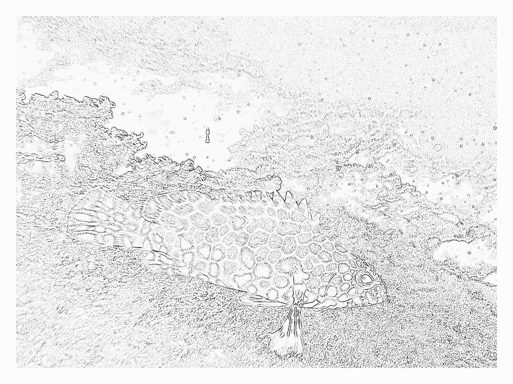 Reference image for Groupers