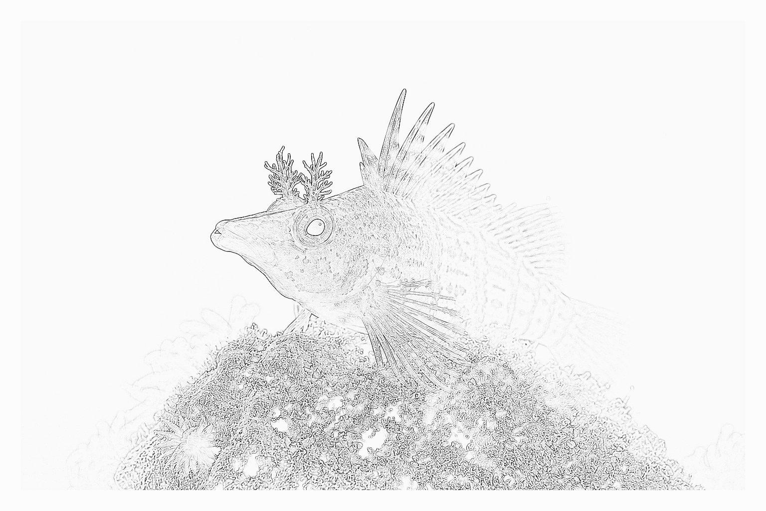Reference image for Hawkfish