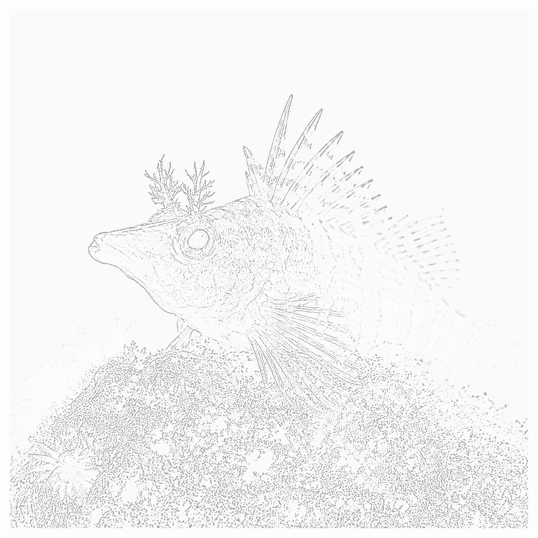 Reference image for Hawkfish