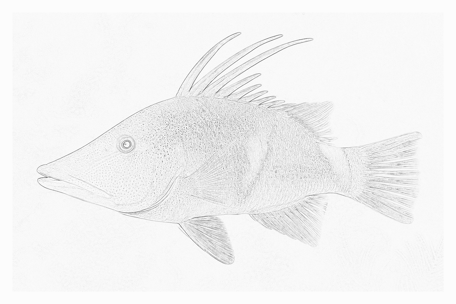 Reference image for Hogfish