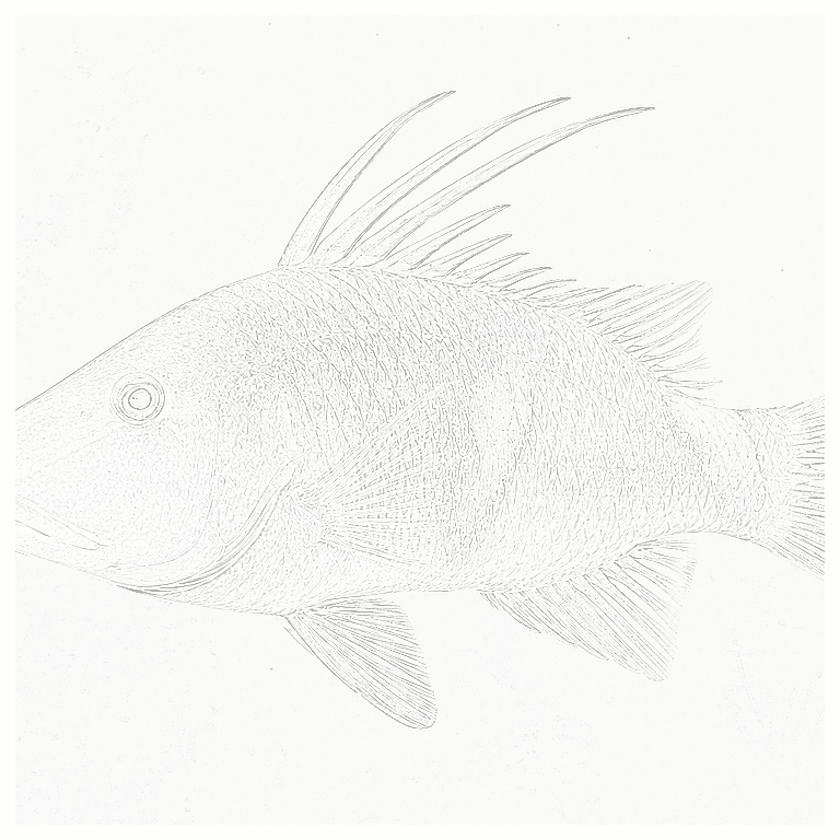 Reference image for Hogfish
