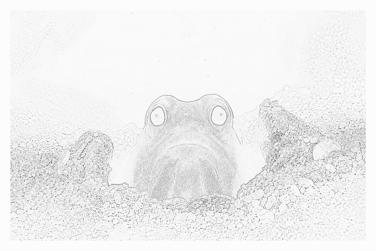 Reference image for Jawfish