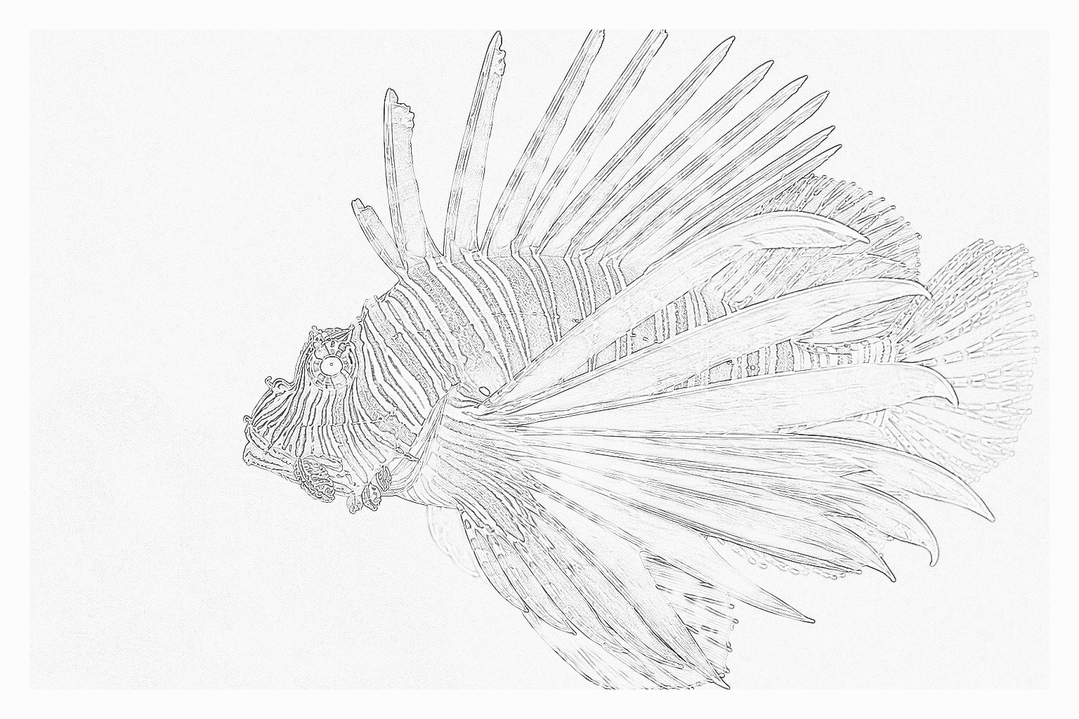 Reference image for Lionfish