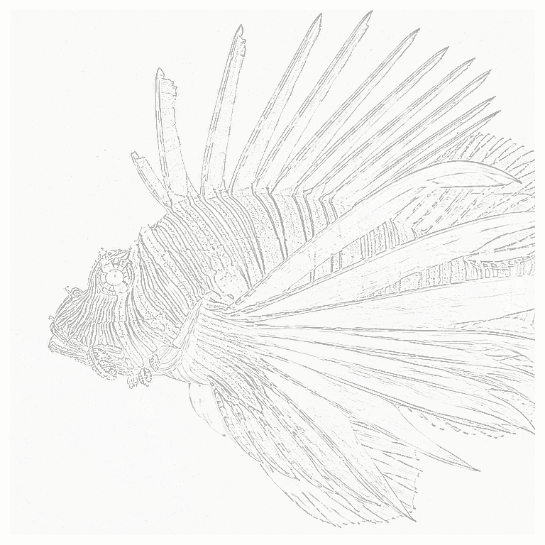 Reference image for Lionfish