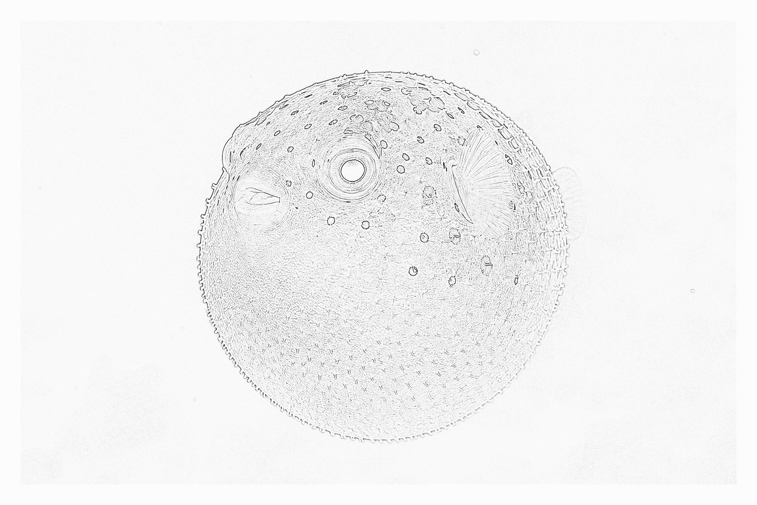 Reference image for Puffer fish