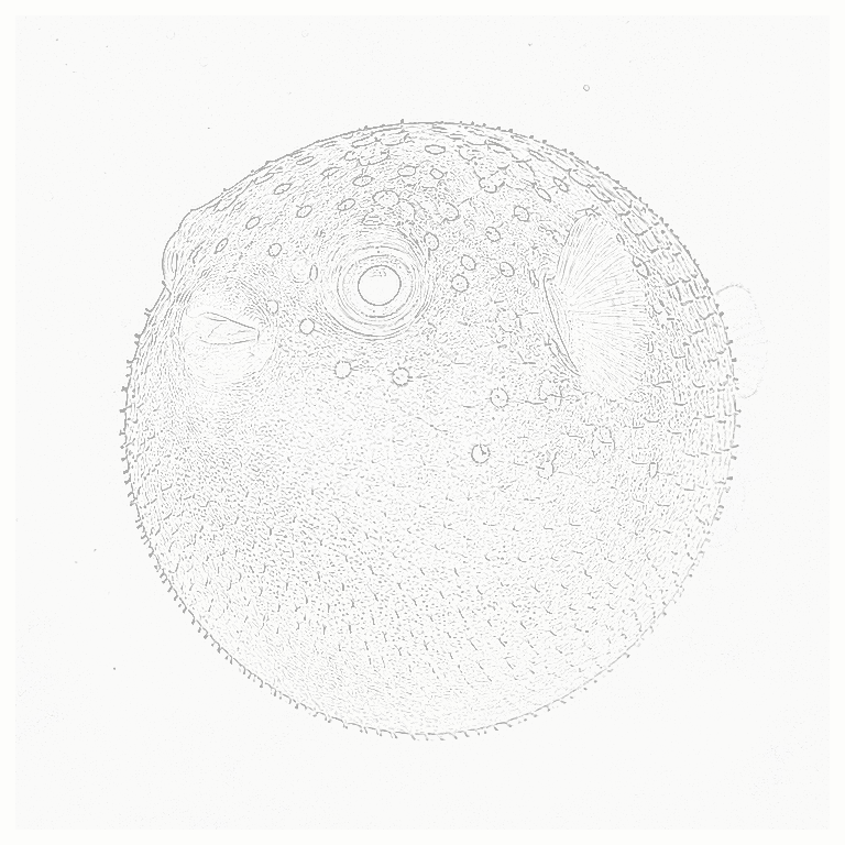 Reference image for Puffer fish