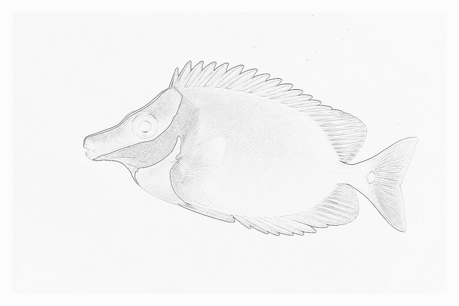 Reference image for Rabbitfish