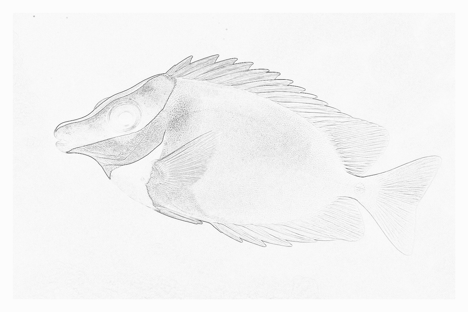Reference image for Foxface Rabbitfish