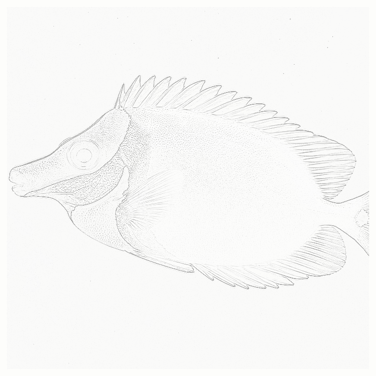 Reference image for Rabbitfish