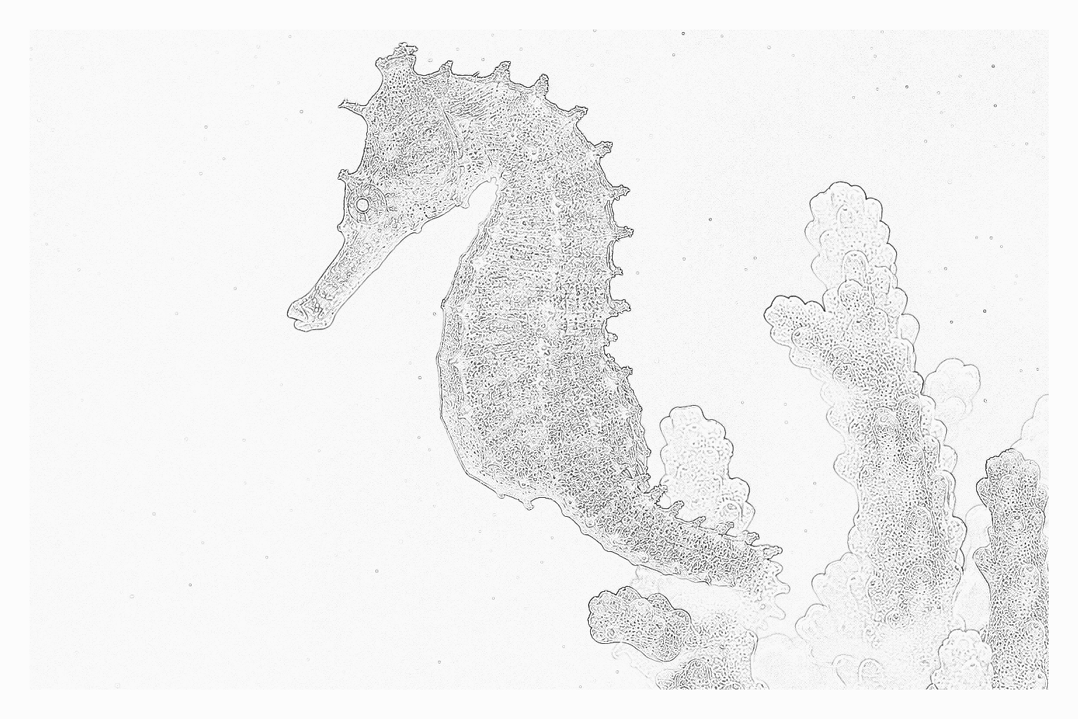 Reference image for Seahorses