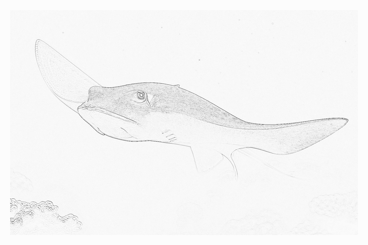 Reference image for Sharks and Stingrays