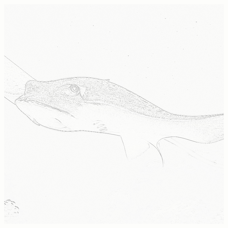 Reference image for Sharks and Stingrays