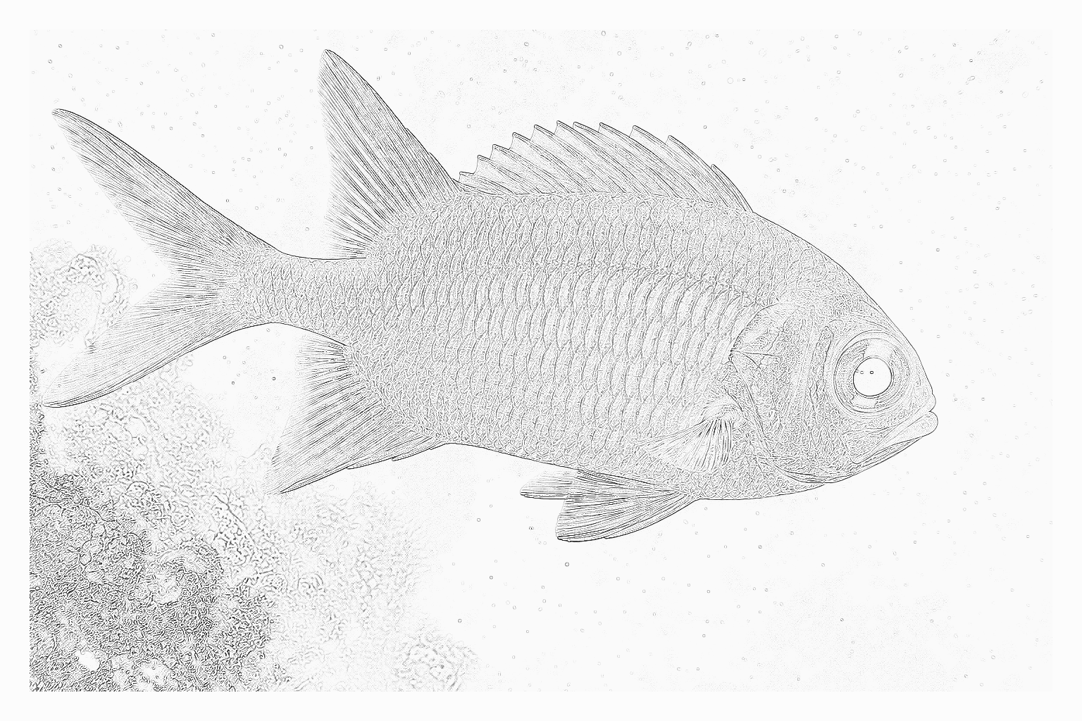 Reference image for Squirrelfish