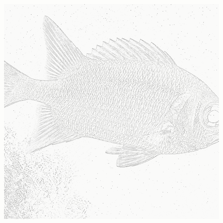Reference image for Squirrelfish