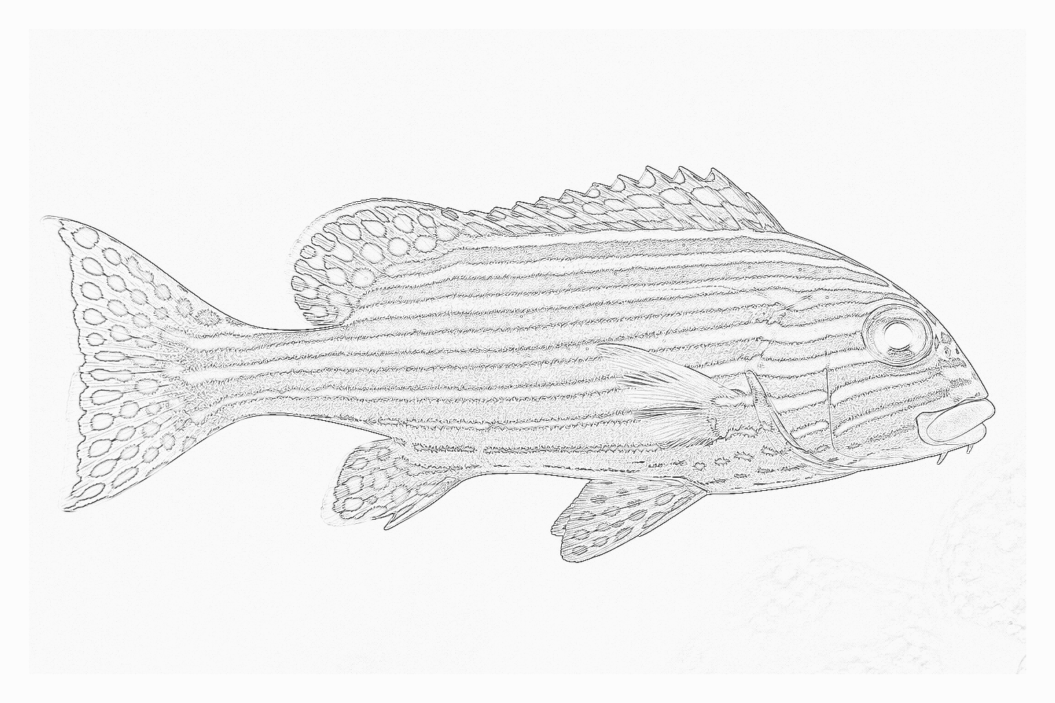 Reference image for Sweetlips