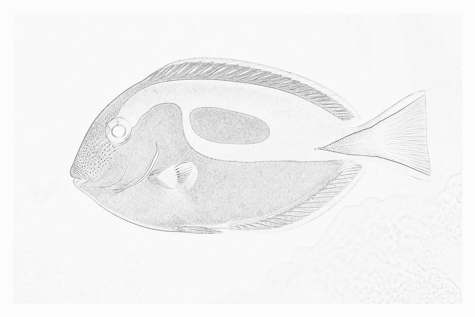Reference image for Blue Tang