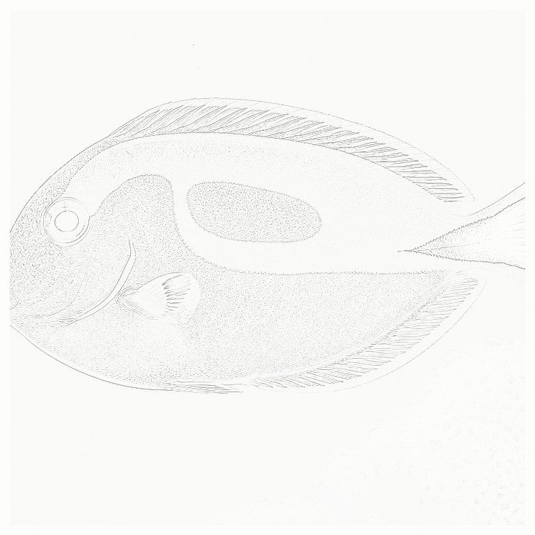 Reference image for Blue Tang