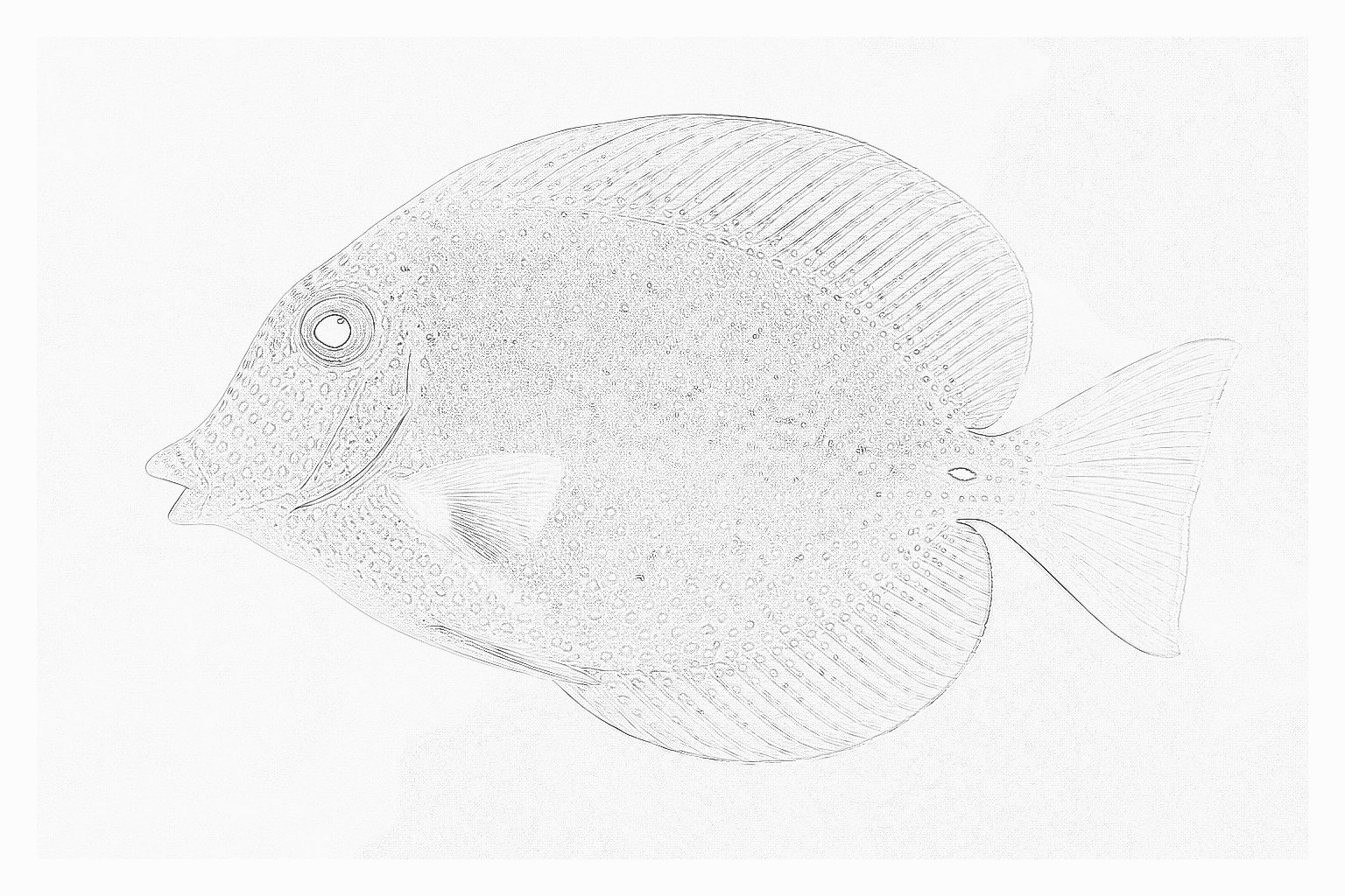 Reference image for Kole Tang