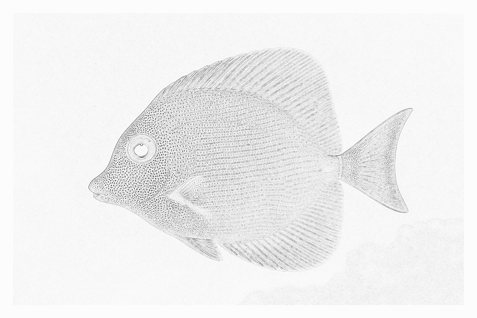 Reference image for Tomini Tang