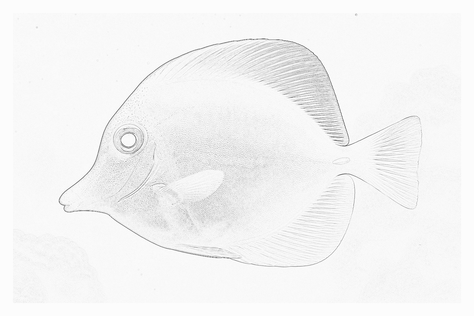 Reference image for Yellow Tang