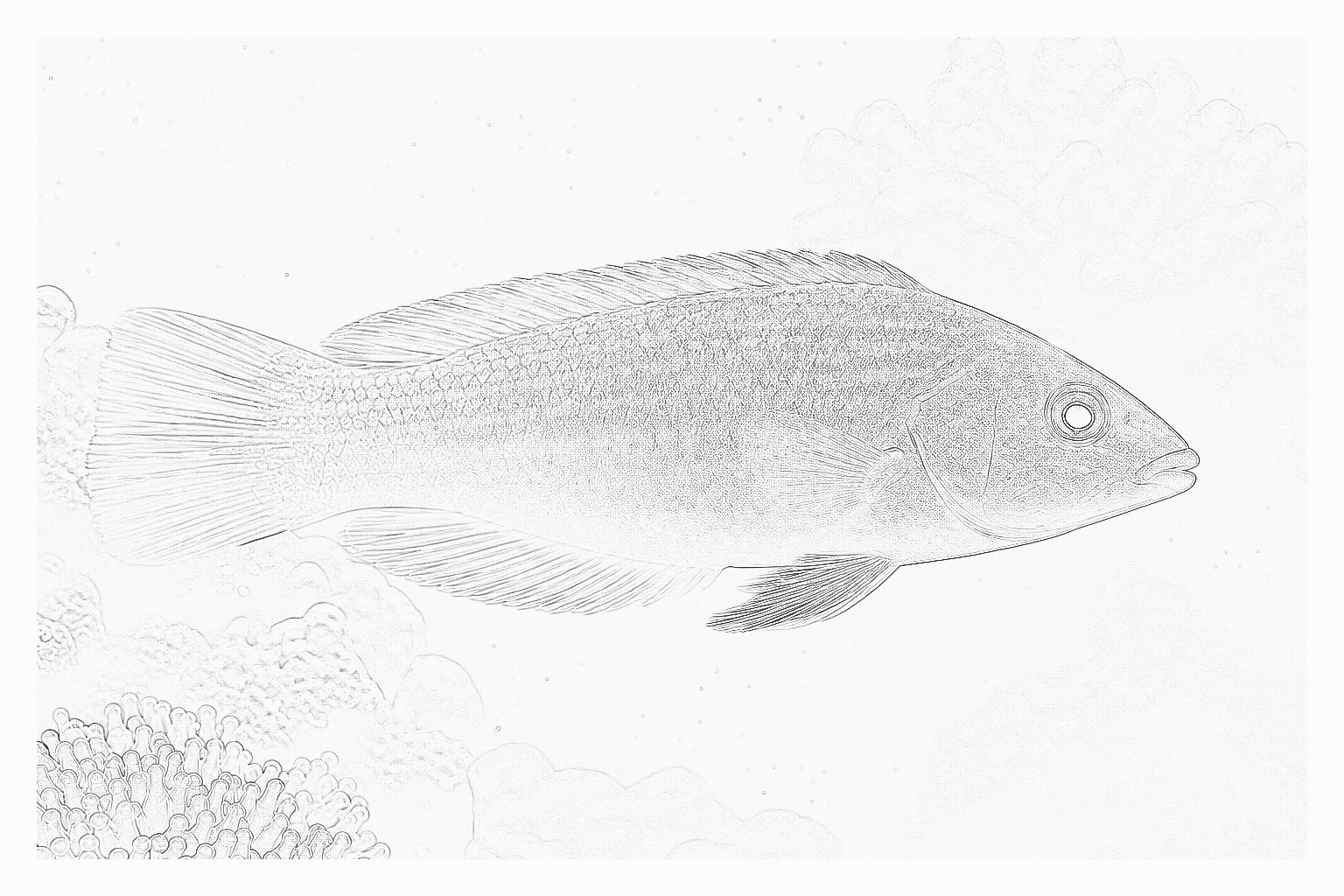 Reference image for Wrasses
