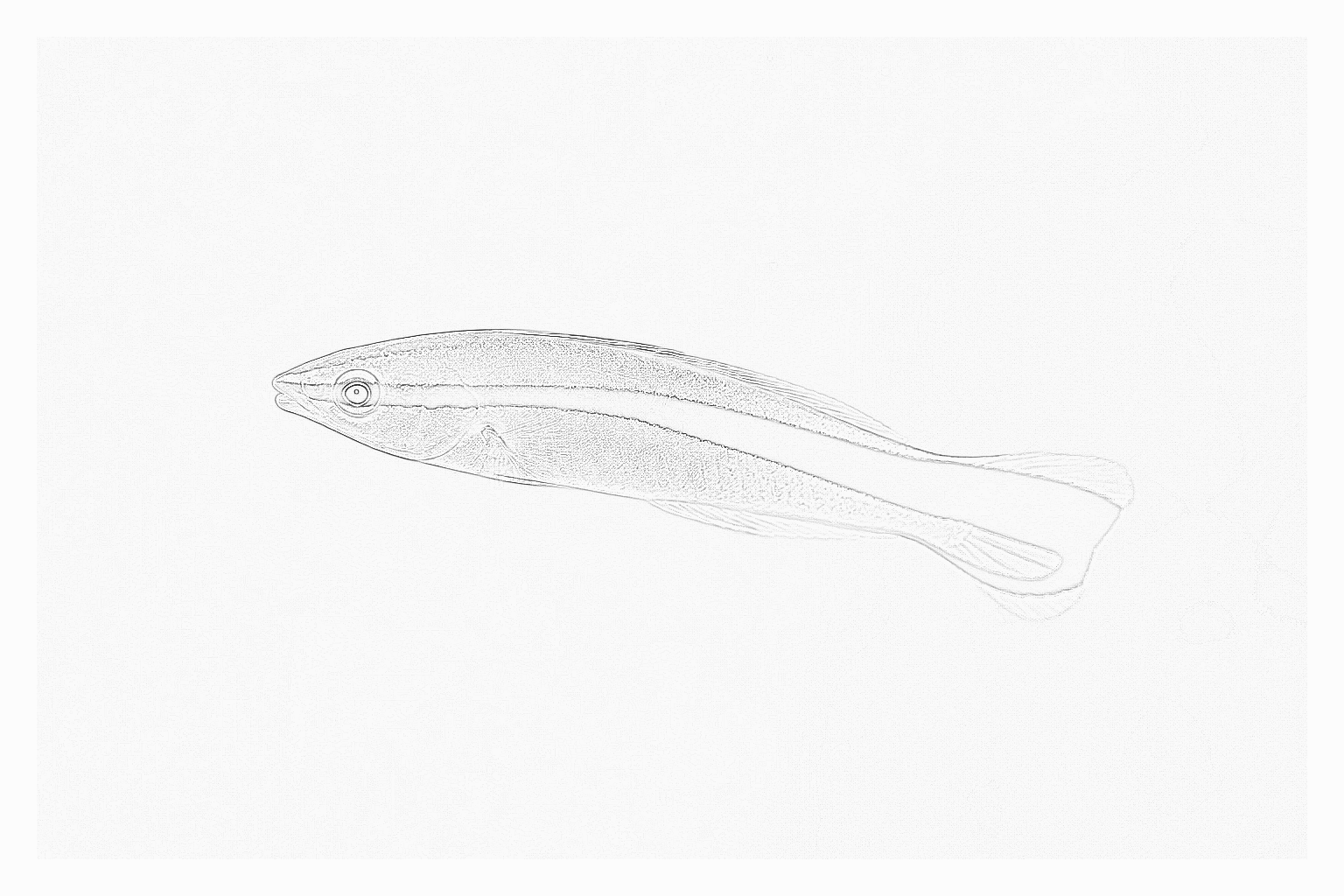Reference image for Cleaner Wrasse