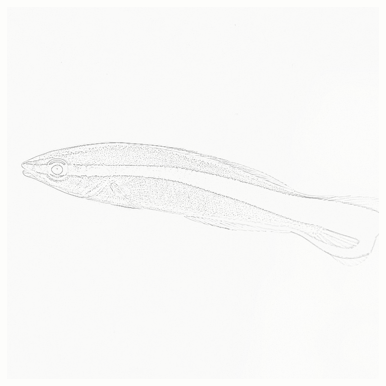 Reference image for Cleaner Wrasse