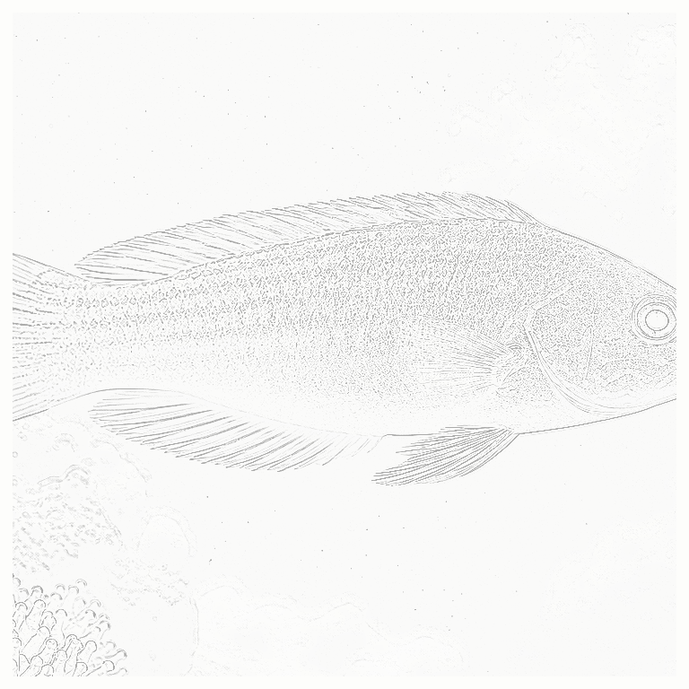 Reference image for Wrasses