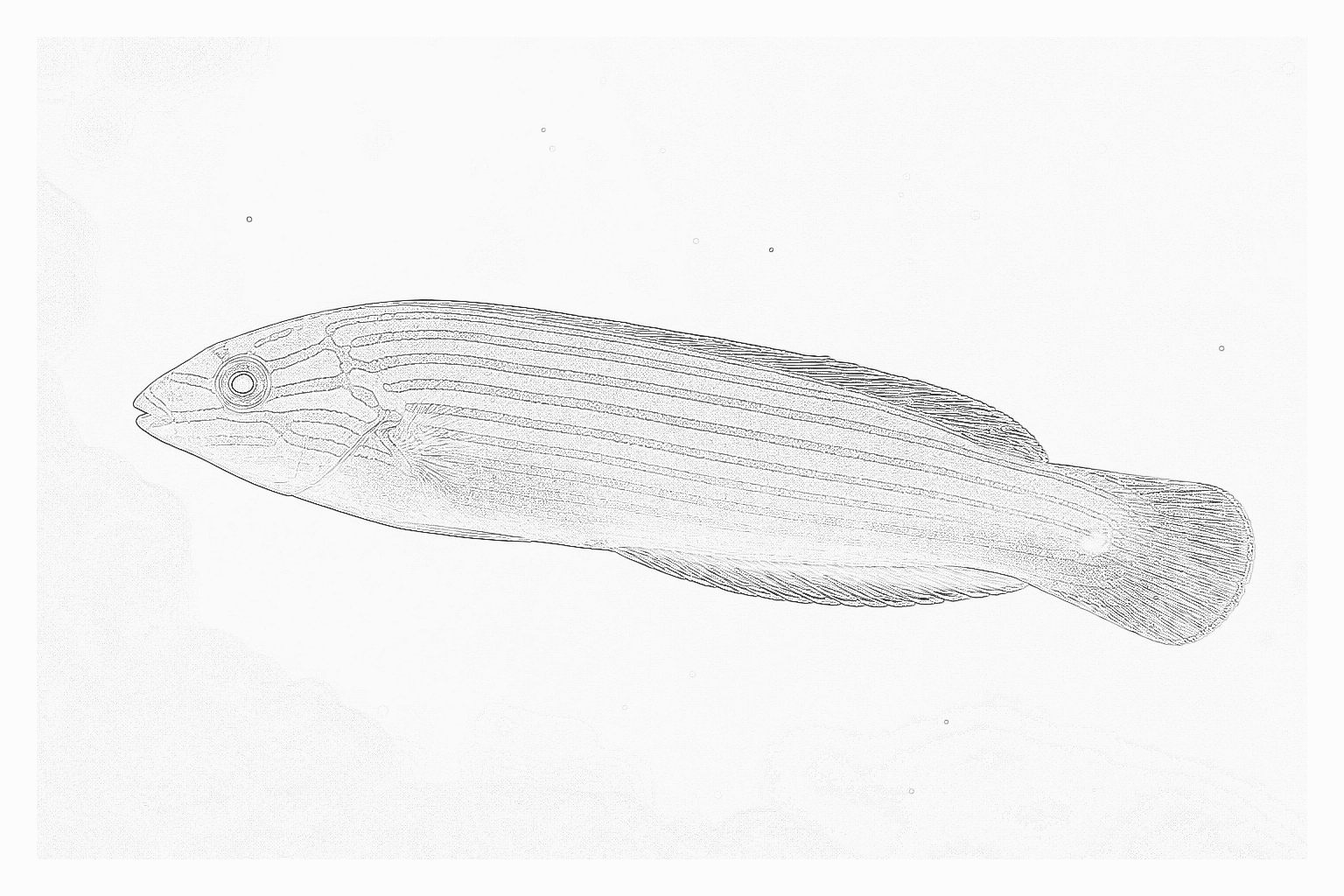 Reference image for Melanurus Wrasse