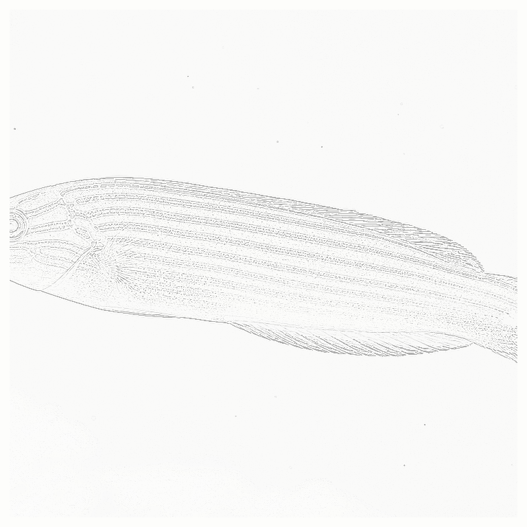 Reference image for Melanurus Wrasse