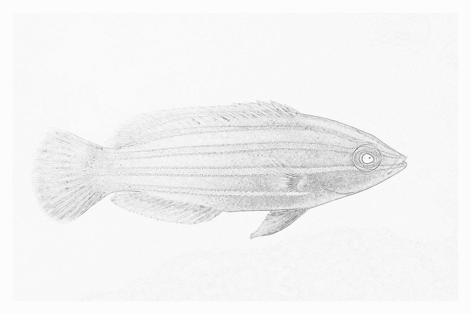 Reference image for Six Line Wrasse