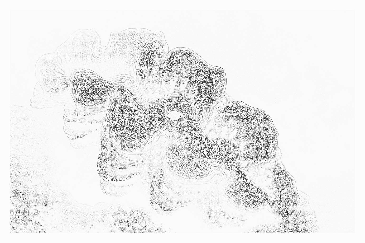 Reference image for Crocea Clam