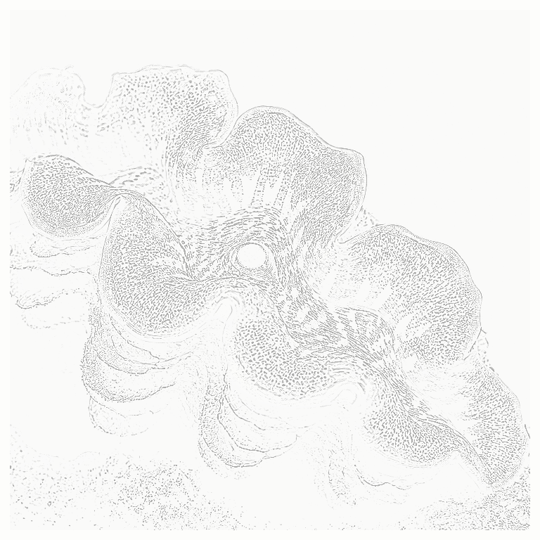 Reference image for Crocea Clam