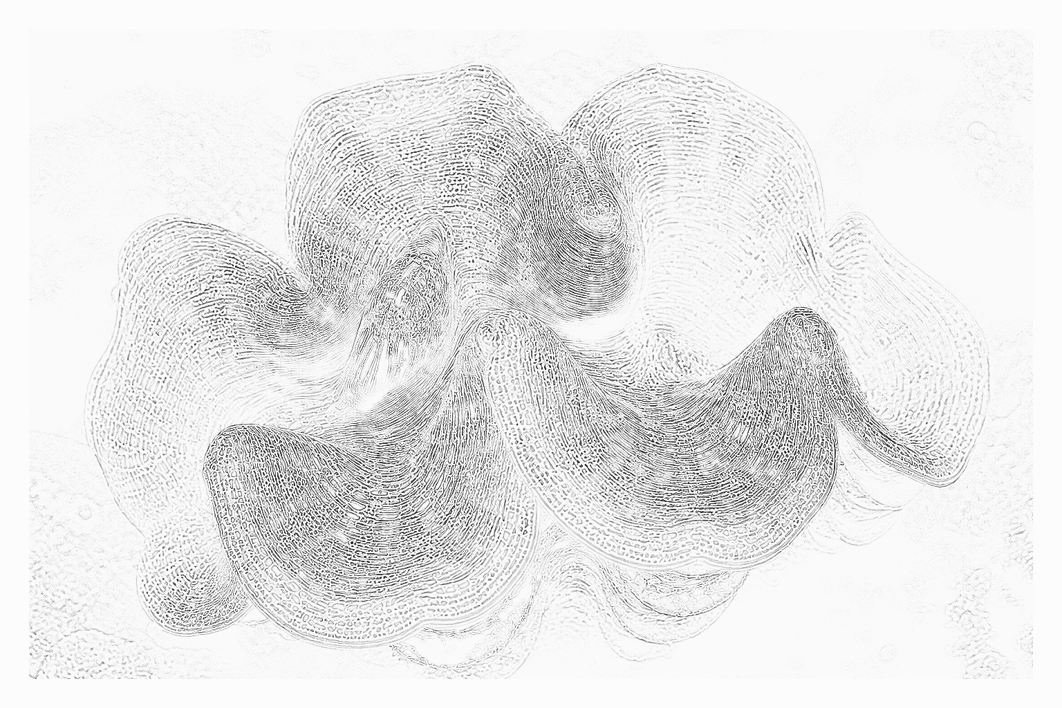 Reference image for Maxima Clam