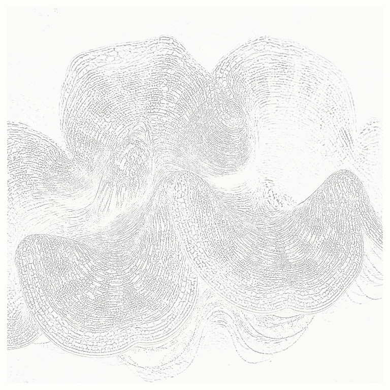 Reference image for Maxima Clam