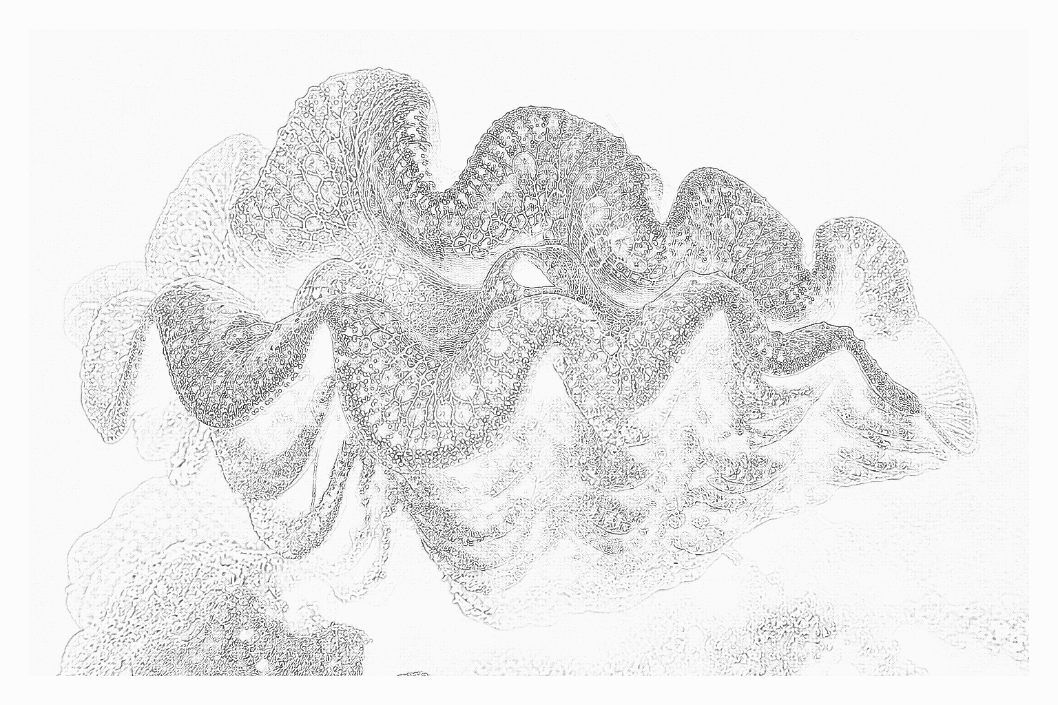 Reference image for Squamosa Clam